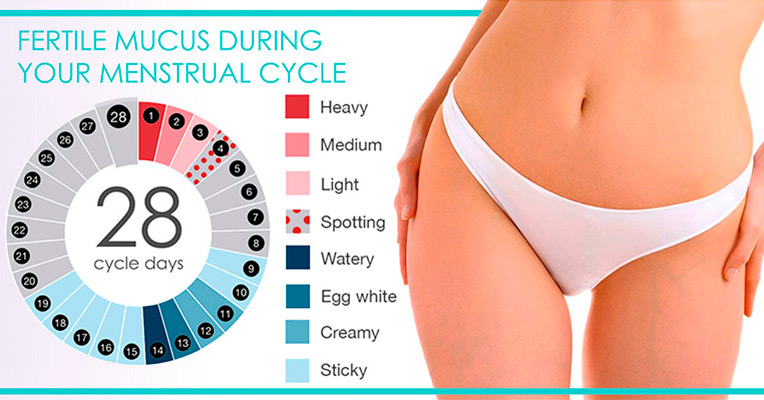 Fertile Mucus During Menstrual Cycle