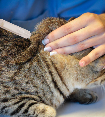 Advecta Plus Flea and Tick Squeeze on for Large Cats - Bestadvisor