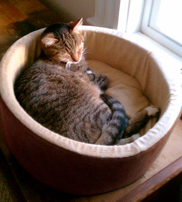 K&H Pet Products Thermo-Kitty Cat Bed - Bestadvisor