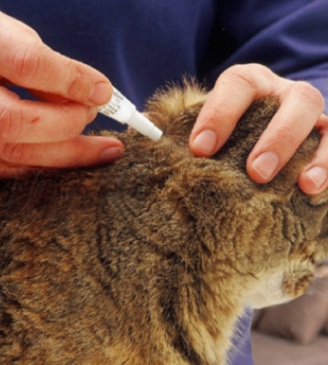 Cheristin Effective Through 6 Weeks for Cats Topical Flea Treatment - Bestadvisor