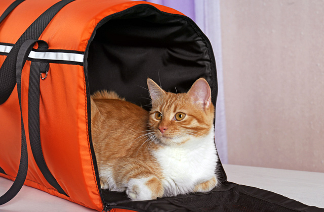 Comparison of Cat Carriers