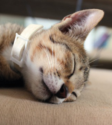 Hartz UltraGuard Plus Flea & Tick Collar for Cats - Bestadvisor
