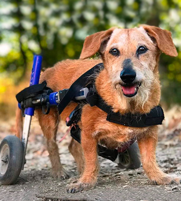 Walkin' Wheels Veterinarian Approved Dog Wheelchair - Bestadvisor