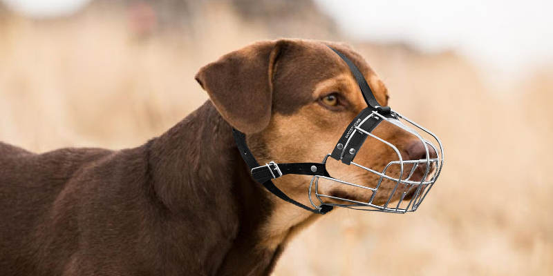 Review of BRONZEDOG Metal Mask Dog Muzzle for Large Dogs