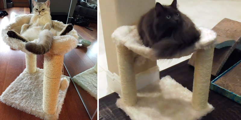 Detailed review of TRIXIE Pet Products Baza Cat Tree - Bestadvisor