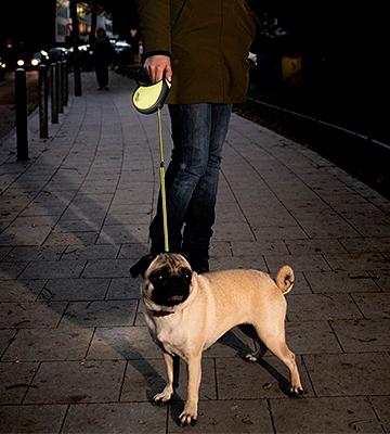 Flexi Neon Retractable Dog Leash - Bestadvisor