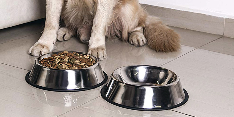 Review of 4LoveDogs Stainless Steel Holds up to 32-ounce
