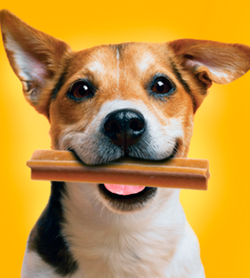 PEDIGREE 10162399 Dentastix Large Dog Treats - Bestadvisor