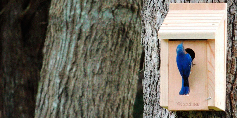 Review of Woodlink BB1 Wooden Bluebird House