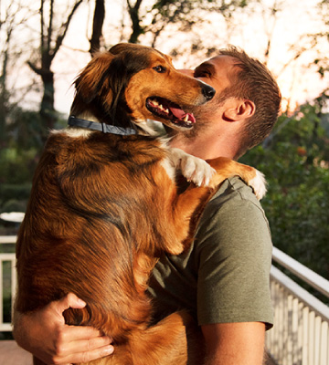 Bayer Seresto Flea and Tick Collar for Dogs - Bestadvisor