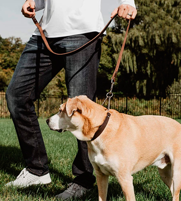 Mighty Paw Leather with Stainless Steel Chain Martingale Collar - Bestadvisor