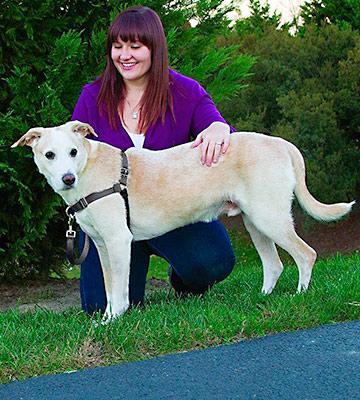 PetSafe Reflective Easy Walk Dog Harness - Bestadvisor