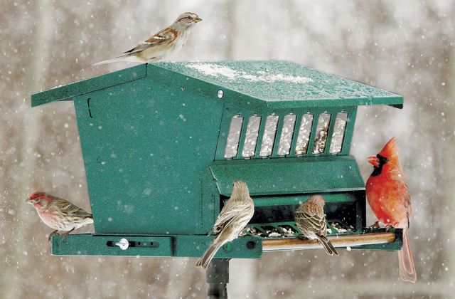 Best Bird Feeders to Attract Wild Birds to Your Backyard  
