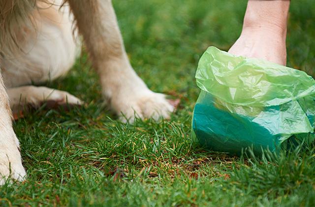 Comparison of Dog Waste Bags