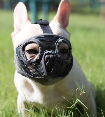 JYHY Breathable Short Snout Dog Muzzles for Biting Chewing Barking - Bestadvisor