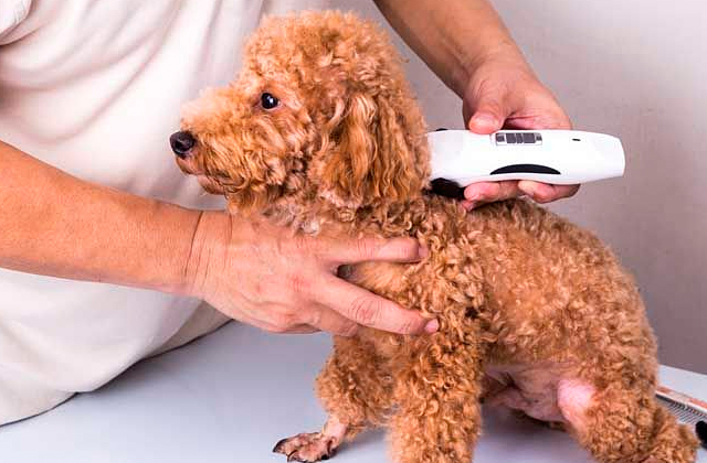 Best Dog Hair Clippers  