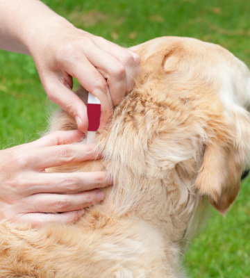 Bayer K9 Advantix II Flea, Tick and Mosquito Prevention for Large Dogs - Bestadvisor