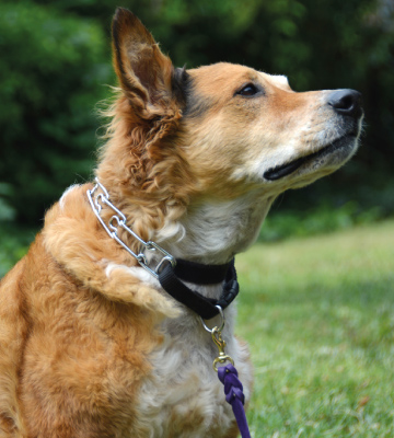 Supet Dog Choke Pinch with Snap Buckle Prong Training Collar - Bestadvisor