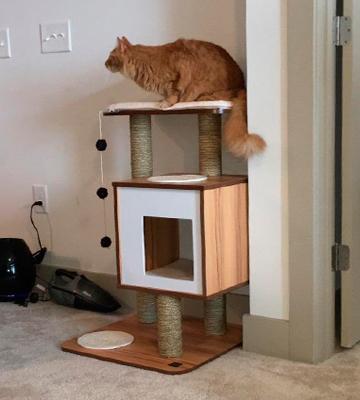 Vesper Cat Tree Furniture - Bestadvisor