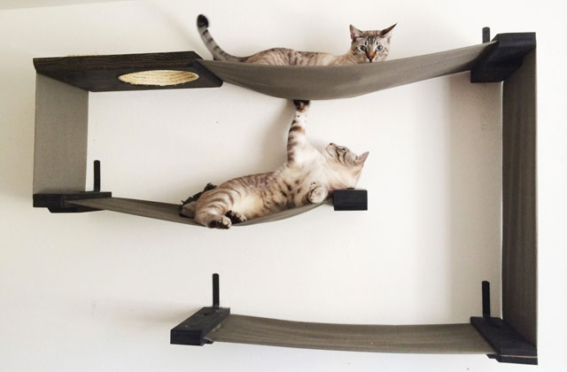 Best Cat Perches to Keep Your Feline Happy and Entertained  