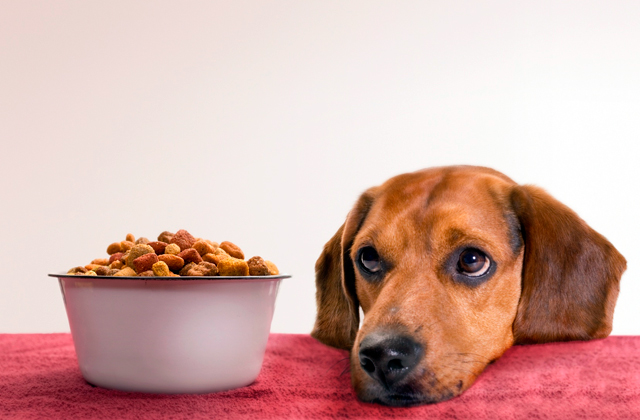 Comparison of Dog Food for Your Loved Pups