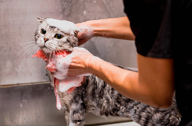 Comparison of Cat Shampoos