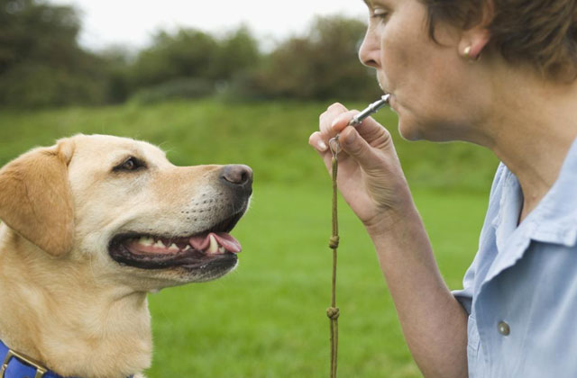 Best Dog Whistles to Curb Bad Dog Behavior  