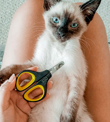 Pet Republique Professional Claw Trimmer for Cat, Kitten Nail Clippers - Bestadvisor