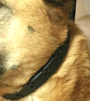 StarMark Adjustable Training Collar for Dogs - Bestadvisor