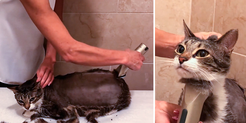 Review of Wahl Professional Animal Arco Pet Cordless Clipper Kit