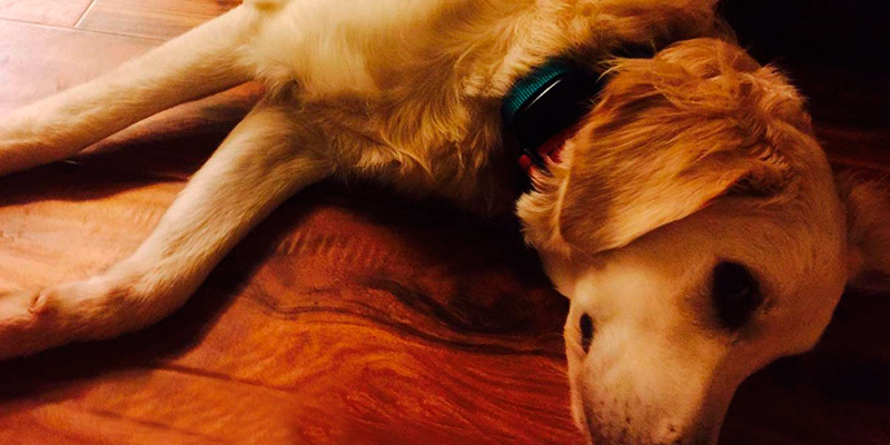 Esky Rainproof Rechargeable Shock Dog Training Collar in the use - Bestadvisor