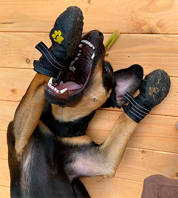 EXPAWLORER Waterproof for Medium Large Dog Boots - Bestadvisor