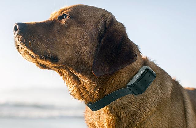 Comparison of Bark Collars to Control Your Dog's Excessive Barking and Unwanted Behavior