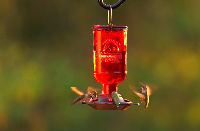 Best Hummingbird Feeders  