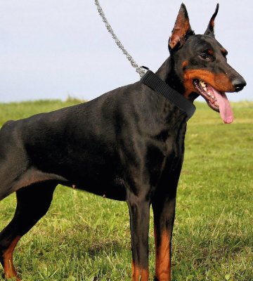 Mayerzon Steel Chrome Plated Prong Dog Training Collar with Protector - Bestadvisor