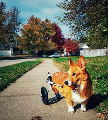 K9 Carts The Original Dog Wheelchair - Bestadvisor