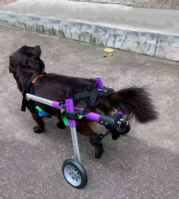 SYLPHID Adjustable Dog Wheelchair - Bestadvisor