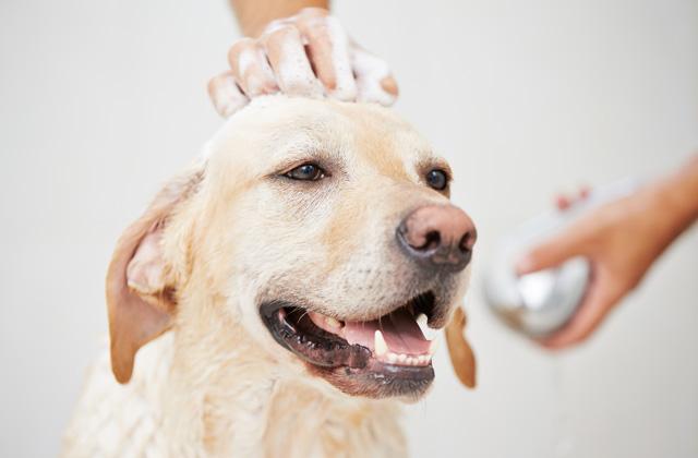 Comparison of Dog Shampoos