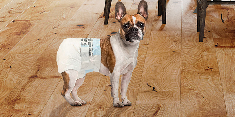 Review of Simple Solution Disposable Dog Diapers