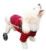 Anmas Sport Adjustable Pet Wheelchair