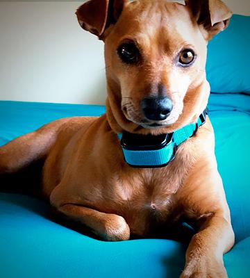 Esky Rainproof Rechargeable Shock Dog Training Collar - Bestadvisor