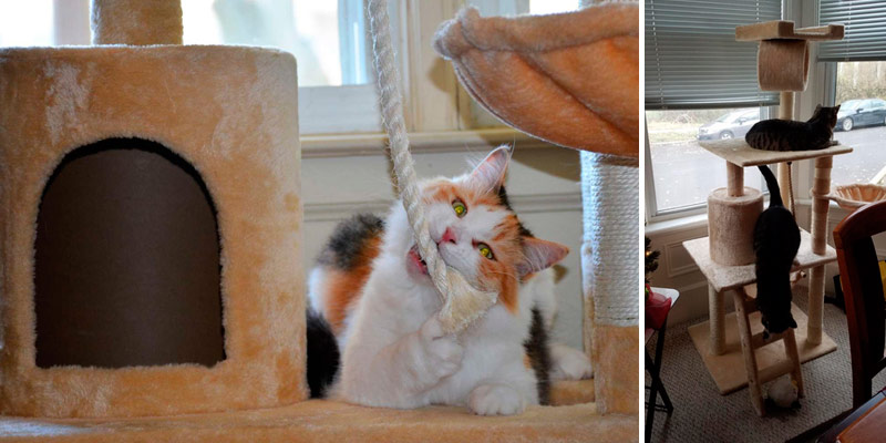 Go Pet Club Cat Tree Furniture in the use - Bestadvisor