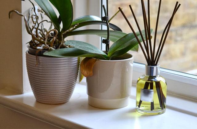 Best Oil Reed Diffusers to Add a Pleasant Fragrance to Your Place  