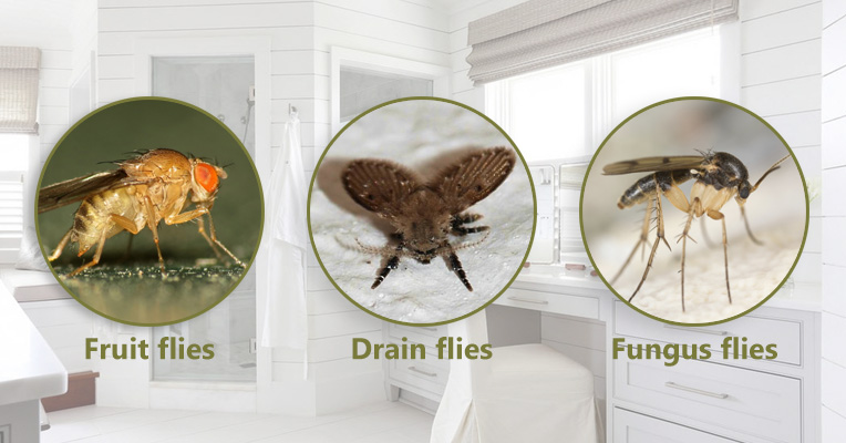 How To Get Rid Of Gnats Bestadvisor - How To Keep Gnats Out Of Your Bathroom
