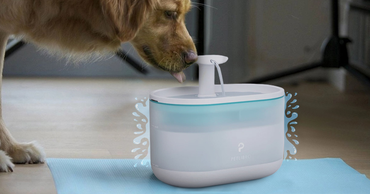 Why pets prefer running water