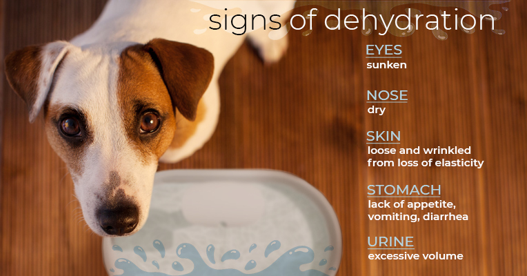 Signs of dehydration in pets
