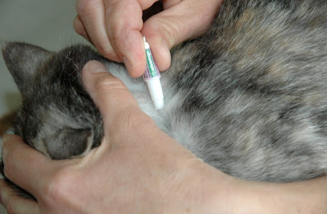 Best Cat Flea Treatments  