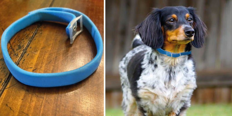 Review of Adams ADJUSTABLE Flea and Tick Collar For Dogs