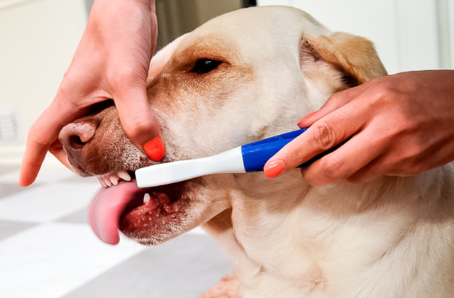 Best Dog Toothbrushes for Your Pet's Oral Health  