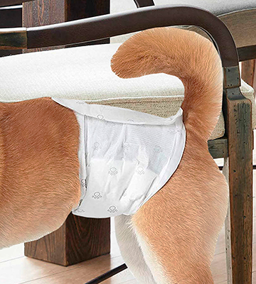Review of AmazonBasics Male Dog Wrap Disposable Diapers
